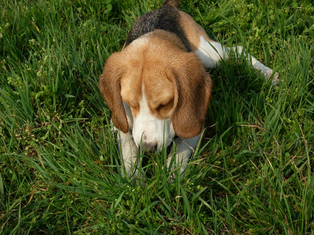 Teo 